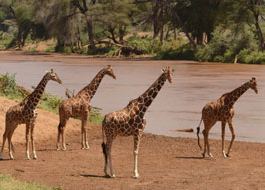Walking safari holiday in Tanzania