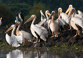 Uganda top birding places and tour packages