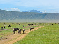 Attractions at Ngorongoro Crater