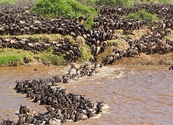 The Great Migration