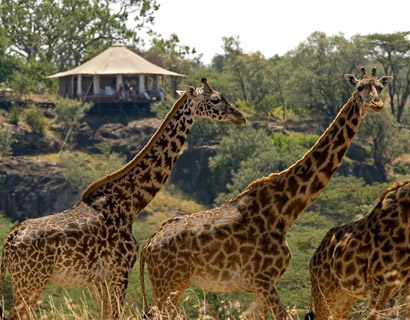  luxury wildlife safari holiday