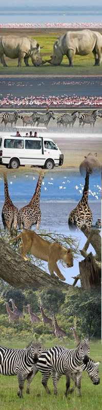 safari holiday in Serengeti national park