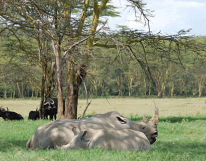 Kenya safari destinations