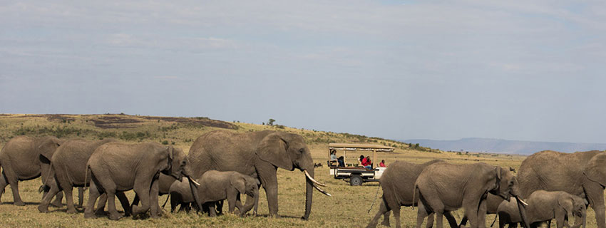 wildlife watching holidays in serengeti