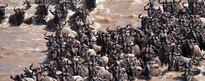 The Great wildebeest Migration pictures