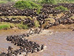 Africa Great Migration photography tour