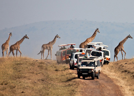 Safari holiday game drives