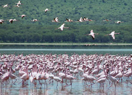 attractions in Lake Manyara