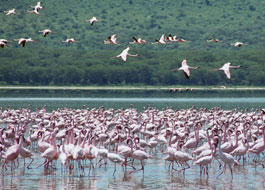 Bird watching safari