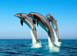 Zanzibar Dolphin Tour