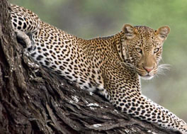 The big five, Leopard