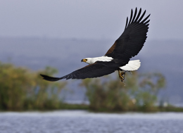 basic information on bird watching tour