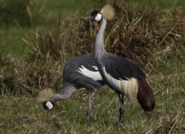  birds watching hotsports in Tanzania