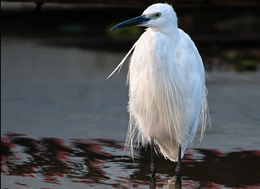 images of birds to watch in Africa