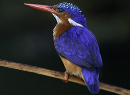 Types of birds to watch on a holiday in Africa