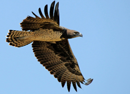 all about birds watching in Tanzania