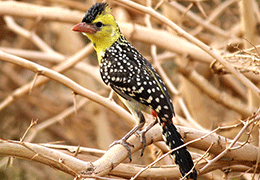 Tanzania birds to watch