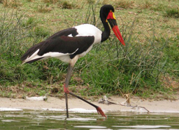 birds watching destinations