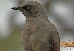 Tanzania birds watching tour packages