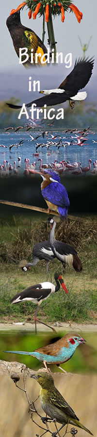 birds watching Holidays in Uganda