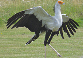 Tanzania birds to watch