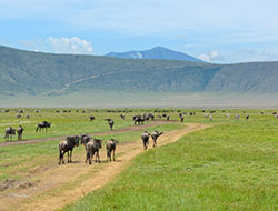 Ngorongoro Crater