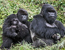 Bwindi National Park