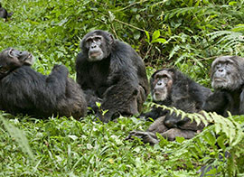 Gombe Stream National Park