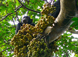 Attractions at Kibale Forest