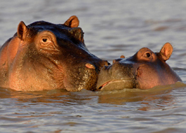 Lake Baringo