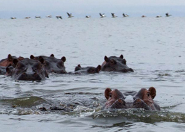 Lake Naivasha