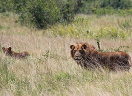 Queen Elizabeth National Park