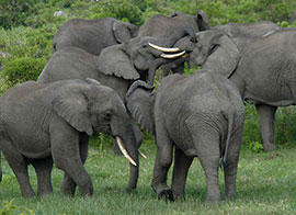 attractions in Tarangire National Park