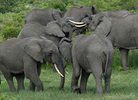 Tarangire National Park