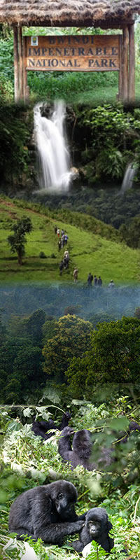 About Bwindi gorilla trekking