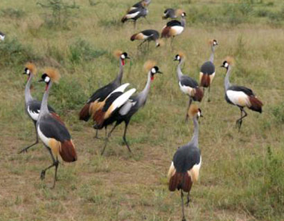 birding in Uganda