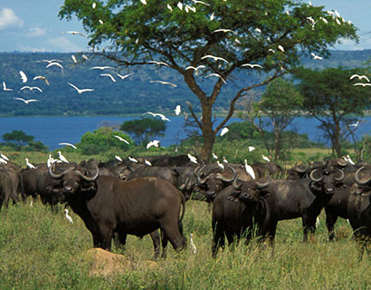 Safari activities at Murchison Falls