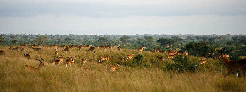 Tour Attraction in Uganda