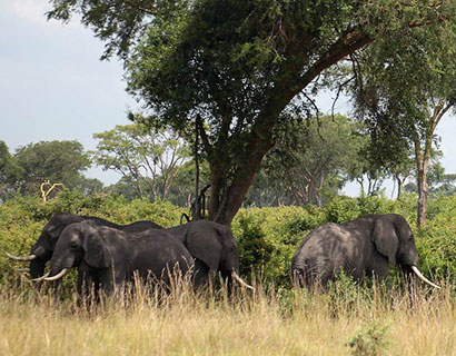 safari at Queen Elizabeth national park in Uganda