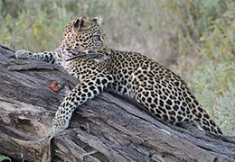 attractions in Ruaha National Park