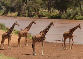 Samburu National Park