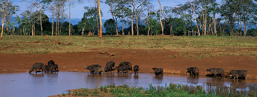 safari destinations in Kenya, Aberdares national park
