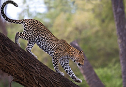 Safari Holiday in Kenya
