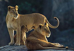 Safari Holidays in Tanzania