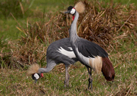 Birding in Tanzania