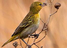 Birding in Uganda