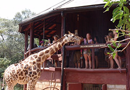 Family Holidays in Kenya