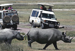 Pure Wildlife Watching Safari