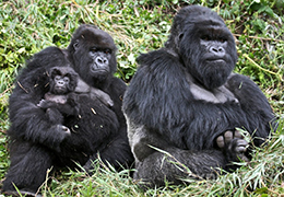 Gorilla Trekking