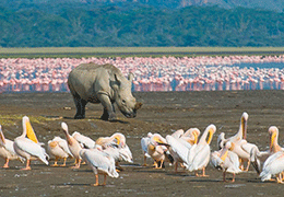 Lake Nakuru Safari Holiday